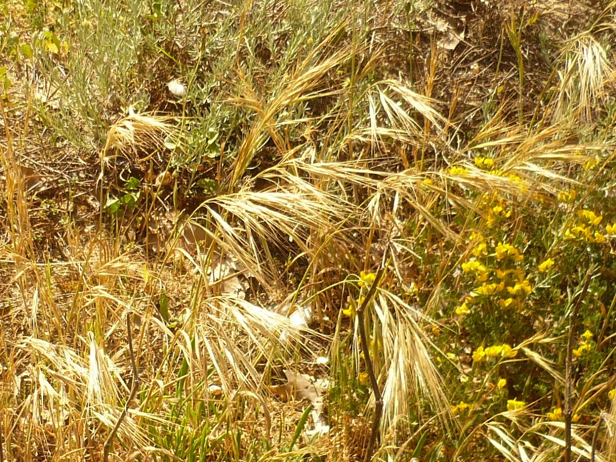 Anisantha rigida (Poaceae)